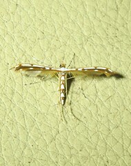 Cosmoclostis aglaodesma