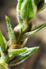 Corispermum americanum