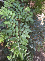 Pellaea pteroides