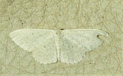 Scopula optivata