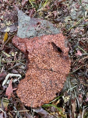 Chondracanthus exasperatus