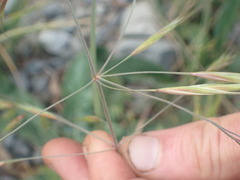 Bromus sterilis