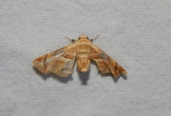 Eutelia callichroma