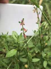 Gonocarpus tetragynus