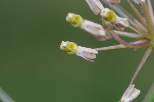 Xysmalobium holubii image