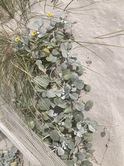 Arctotheca populifolia