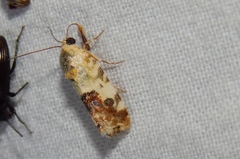 Acontia transfigurata