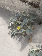 Arctotheca populifolia