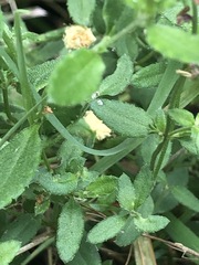 Gonocarpus tetragynus