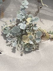 Arctotheca populifolia