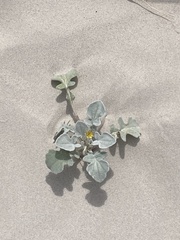 Arctotheca populifolia