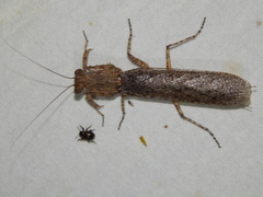 Tarachodes