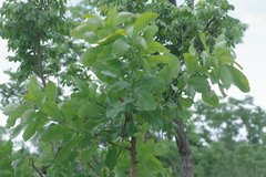 Terminalia brachystemma