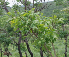 Terminalia brachystemma