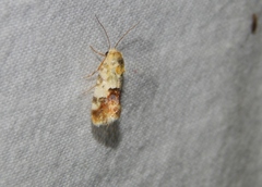 Acontia transfigurata