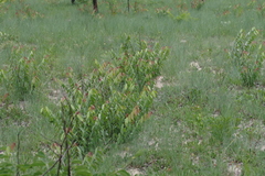 Chamaeclitandra henriquesiana