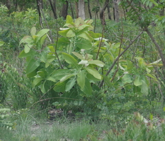 Terminalia brachystemma