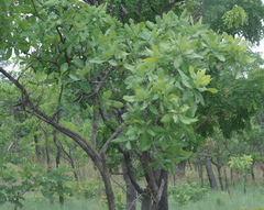 Terminalia brachystemma