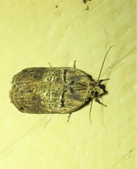 Cryptoptila australana