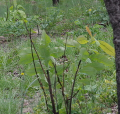 Terminalia brachystemma
