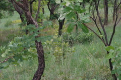 Terminalia brachystemma