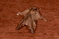 Callopistria floridensis