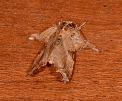 Callopistria floridensis