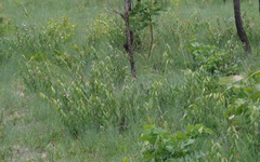 Chamaeclitandra henriquesiana