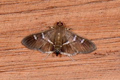 Desmia ploralis