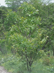 Terminalia brachystemma