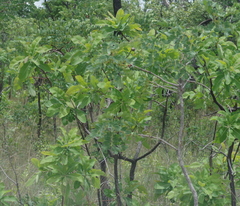 Terminalia brachystemma
