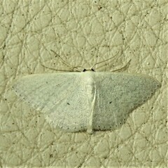 Scopula optivata