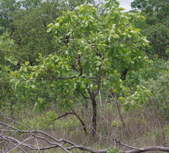 Terminalia brachystemma