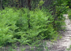 Pteridium centrali-africanum