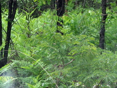 Pteridium centrali-africanum