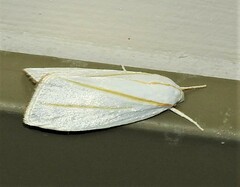 Cryptophasa flavolineata