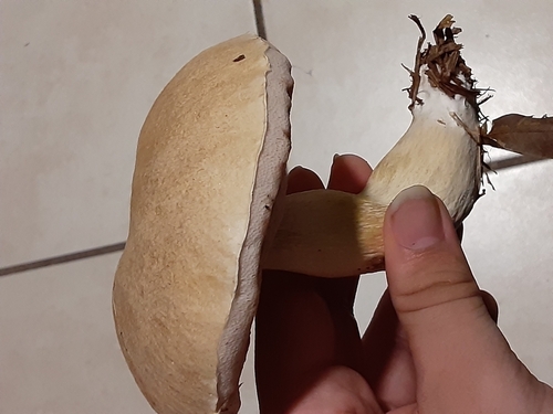 pale bitter bolete (Tylopilus rhoadsiae)