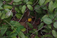Landolphia camptoloba