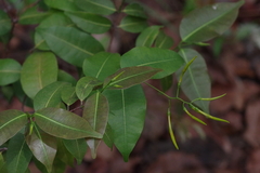 Landolphia camptoloba