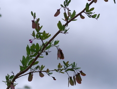 Securidaca longepedunculata