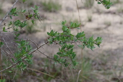 Securidaca longepedunculata