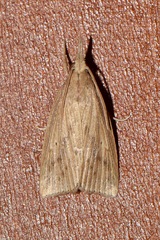 Diatraea saccharalis