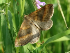 Scotopteryx chenopodiata