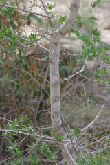 Securidaca longepedunculata