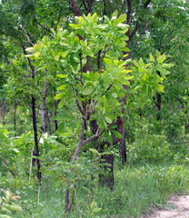 Terminalia brachystemma