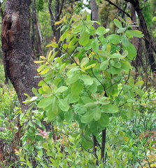 Terminalia brachystemma