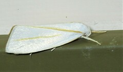 Cryptophasa flavolineata