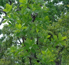 Terminalia brachystemma