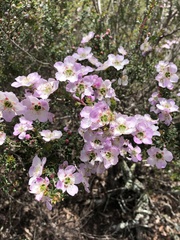Leptospermum squarrosum