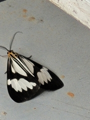 Nyctemera tripunctaria